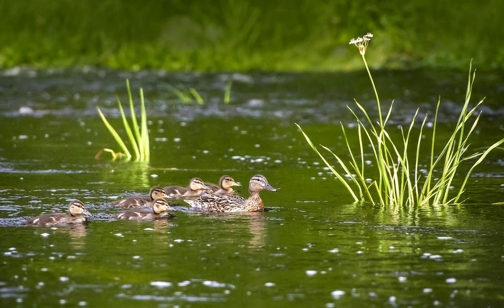 Professional planning and tracking habits using a journal and digital tools